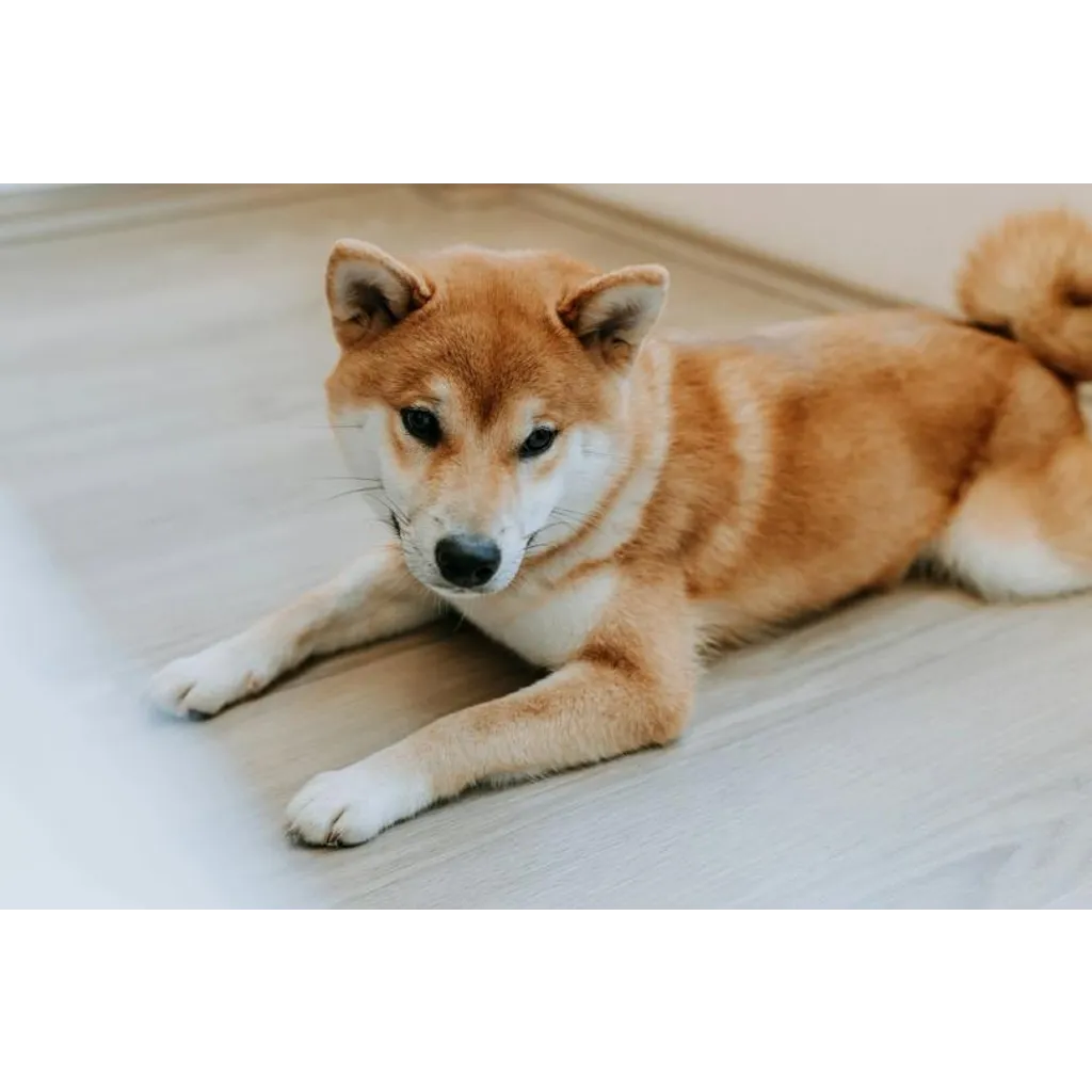 What Next as Dogecoin Slides Alongside Bitcoin, Memecoins What Next as Dogecoin Slides Alongside Bitcoin, Memecoins