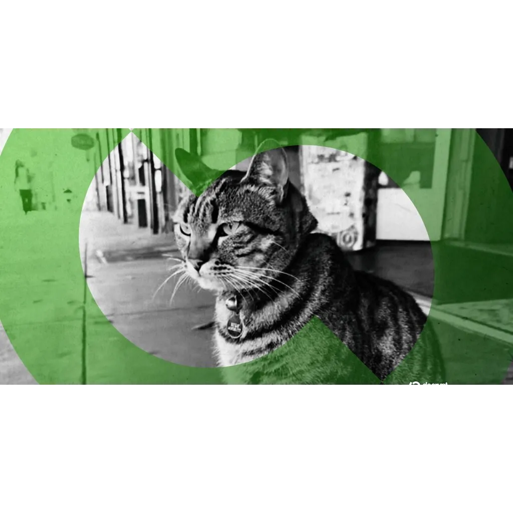 Bodega cat allegedly killed by self-driving car revived through meme coins Bodega cat allegedly killed by self-driving car revived through meme coins
