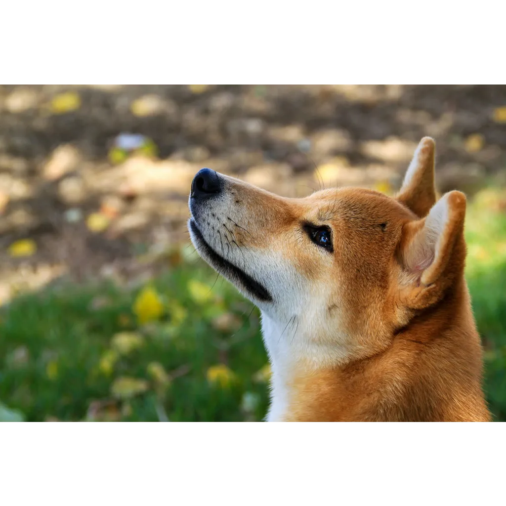 Shiba Inu Goes Serious: Shib Alpha Layer Marks End Of Meme Era Shiba Inu Goes Serious: Shib Alpha Layer Marks End Of Meme Era