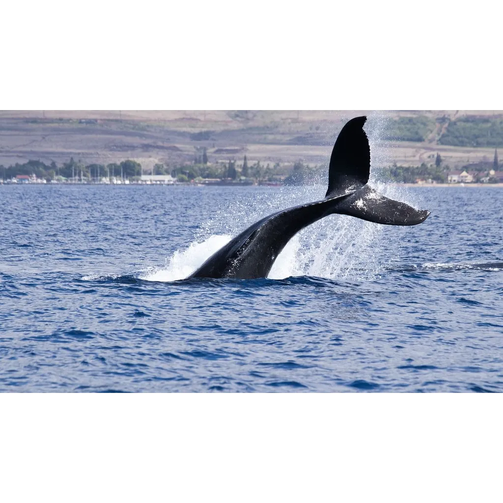 Cardano bearish retail sentiment offers whales buying window Cardano bearish retail sentiment offers whales buying window