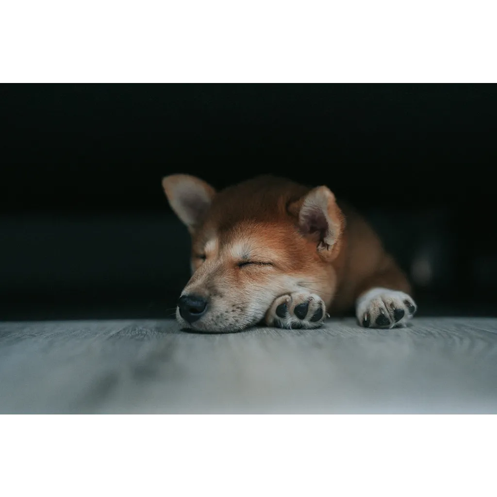Dogecoin price analysis suggests pause above alt= Dogecoin price analysis suggests pause above alt=