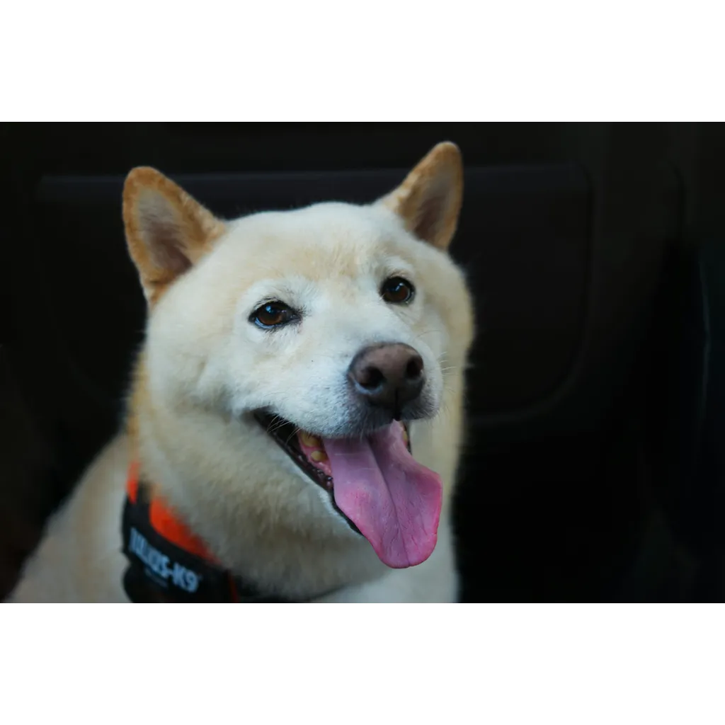 SHIB development team releases new update for token ecosystem SHIB development team releases new update for token ecosystem