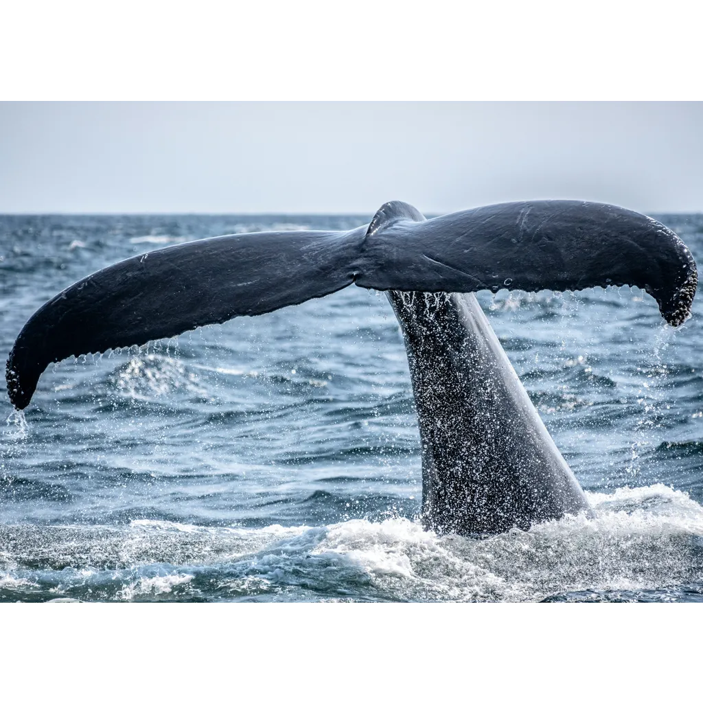 The Bitcoin Whale Comeback Story May Be Overblown, Onchain Data Shows The Bitcoin Whale Comeback Story May Be Overblown, Onchain Data Shows