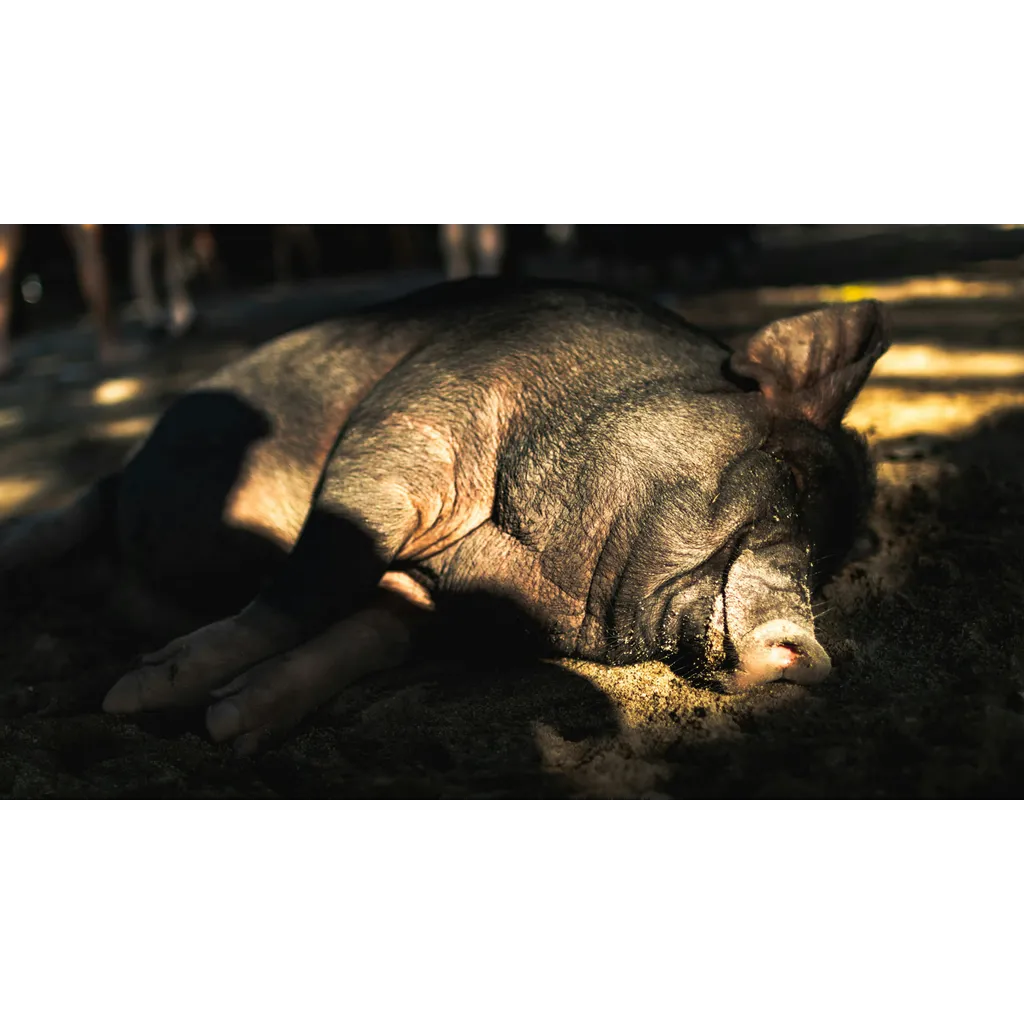 Cryptocurrency pig-butchering scams become national security threat according to study Cryptocurrency pig-butchering scams become national security threat according to study