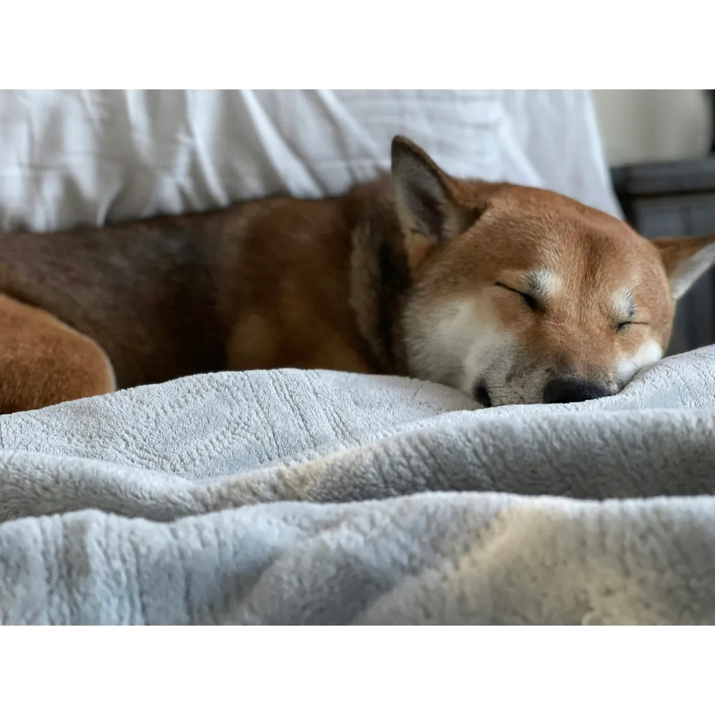 Dogecoin Danger: A Dip Under alt= Dogecoin Danger: A Dip Under alt=