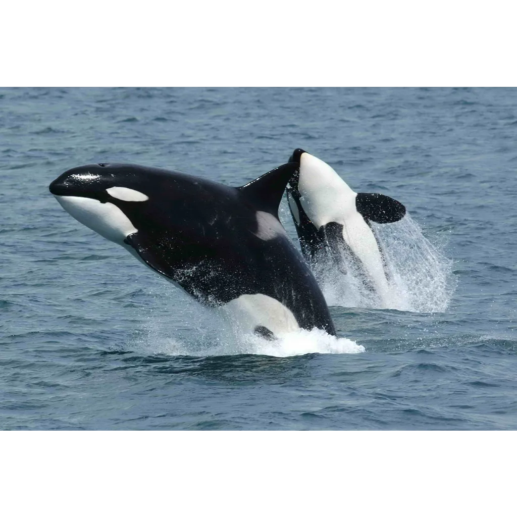 Veteran Whales Blamed For Bitcoin Sharp Slide By Crypto Boss Veteran Whales Blamed For Bitcoin Sharp Slide By Crypto Boss