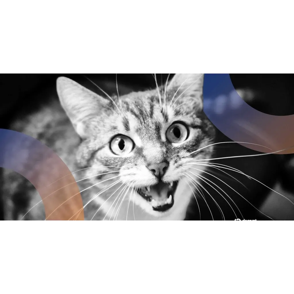 Can AI Crack the Cat Code? Baidu Thinks So – Decrypt Can AI Crack the Cat Code? Baidu Thinks So – Decrypt