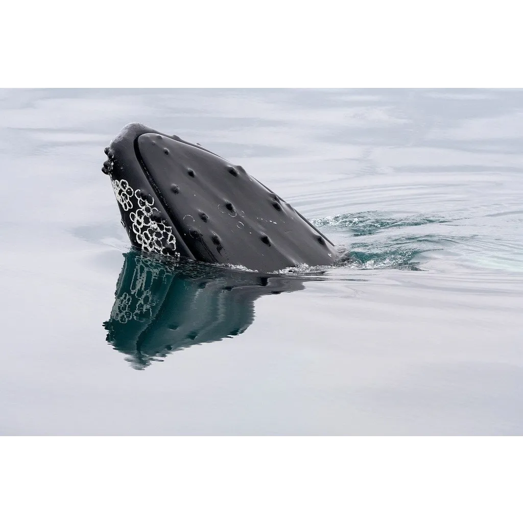 Ethereum ICO whale stakes 6 million ETH after three years dormant Ethereum ICO whale stakes 6 million ETH after three years dormant