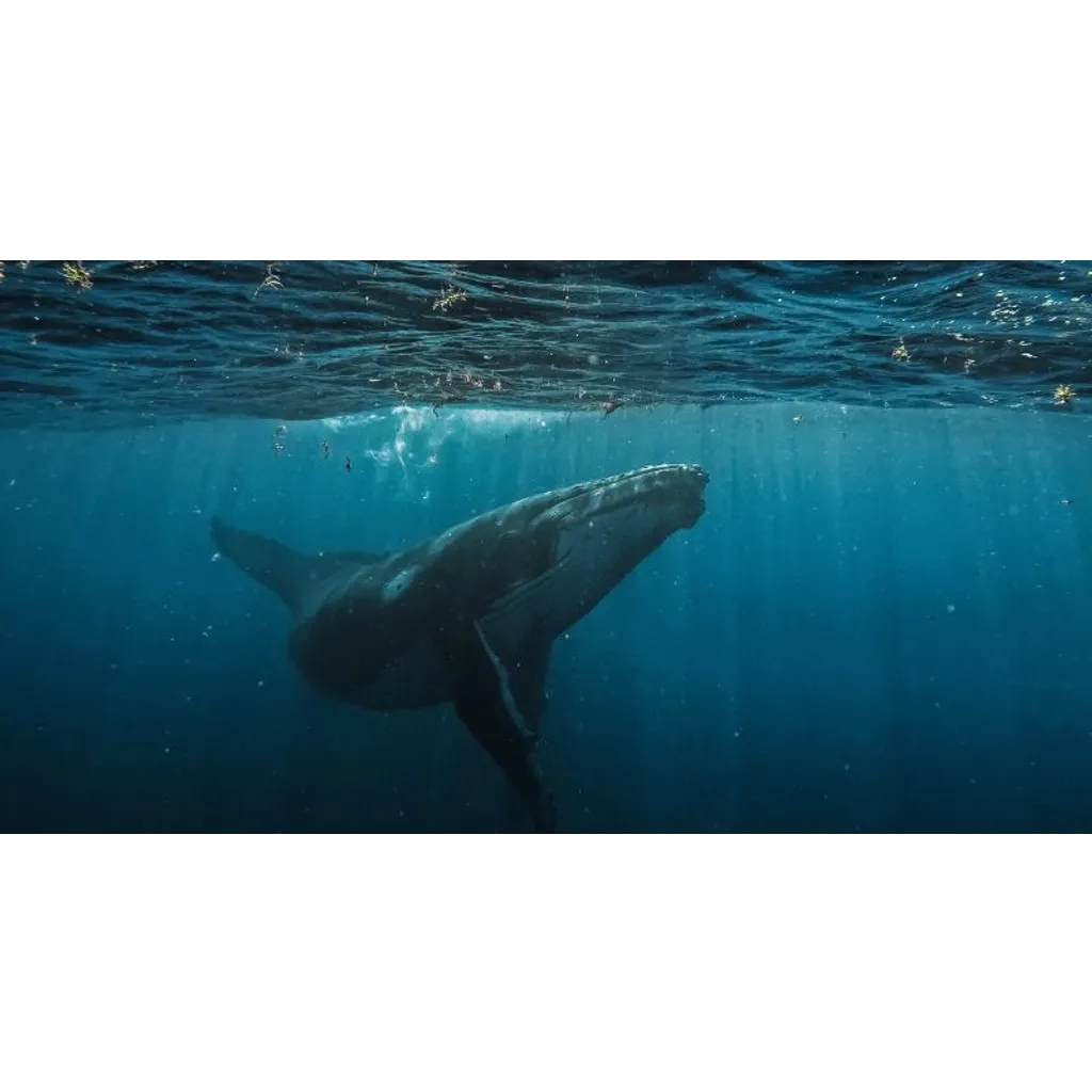 Bitcoin whale deposits million USDC into Hyperliquid for BTC short Bitcoin whale deposits million USDC into Hyperliquid for BTC short