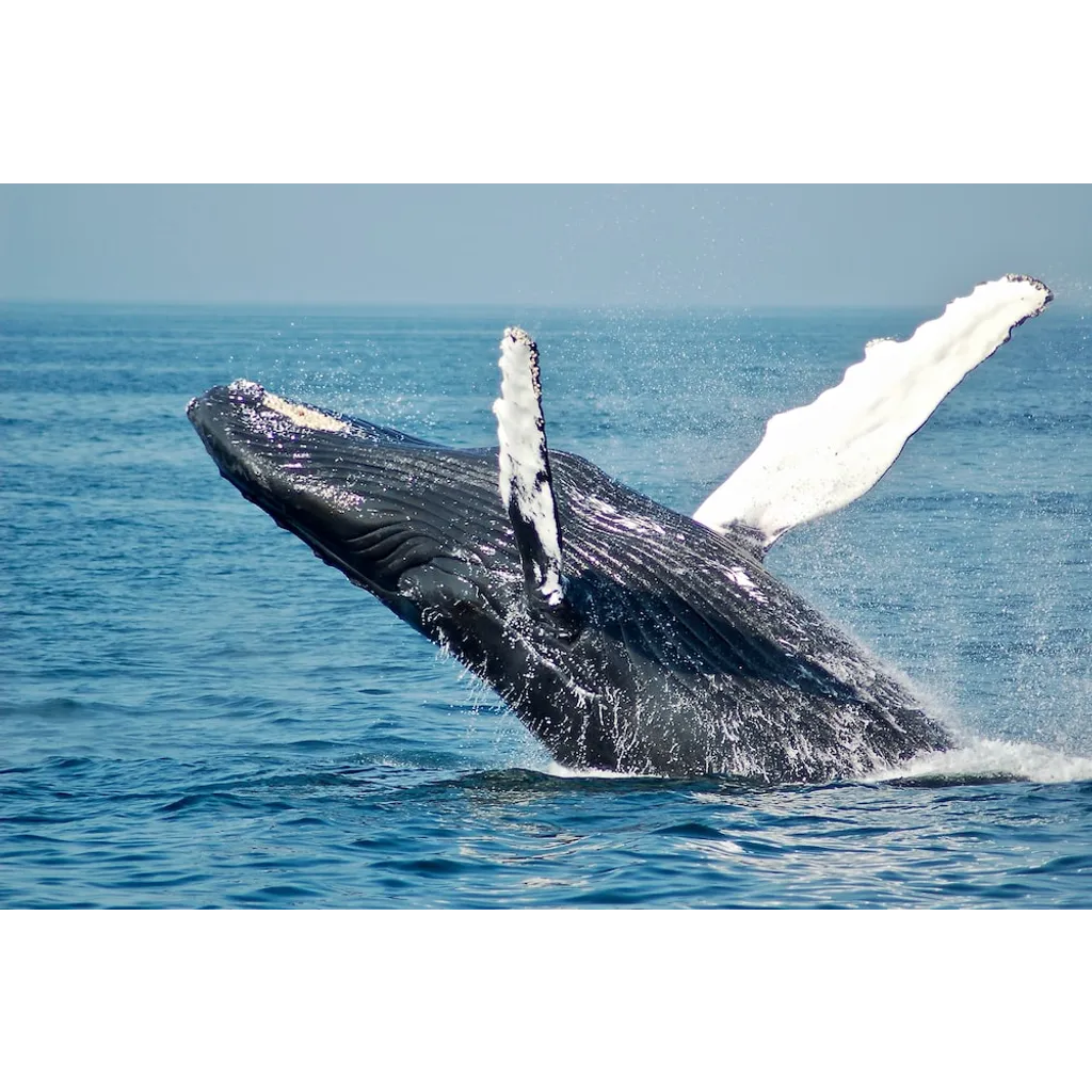 Crypto Whales Are Dumping Ethereum For Cardano — What’s Behind The Shift? Crypto Whales Are Dumping Ethereum For Cardano — What’s Behind The Shift?