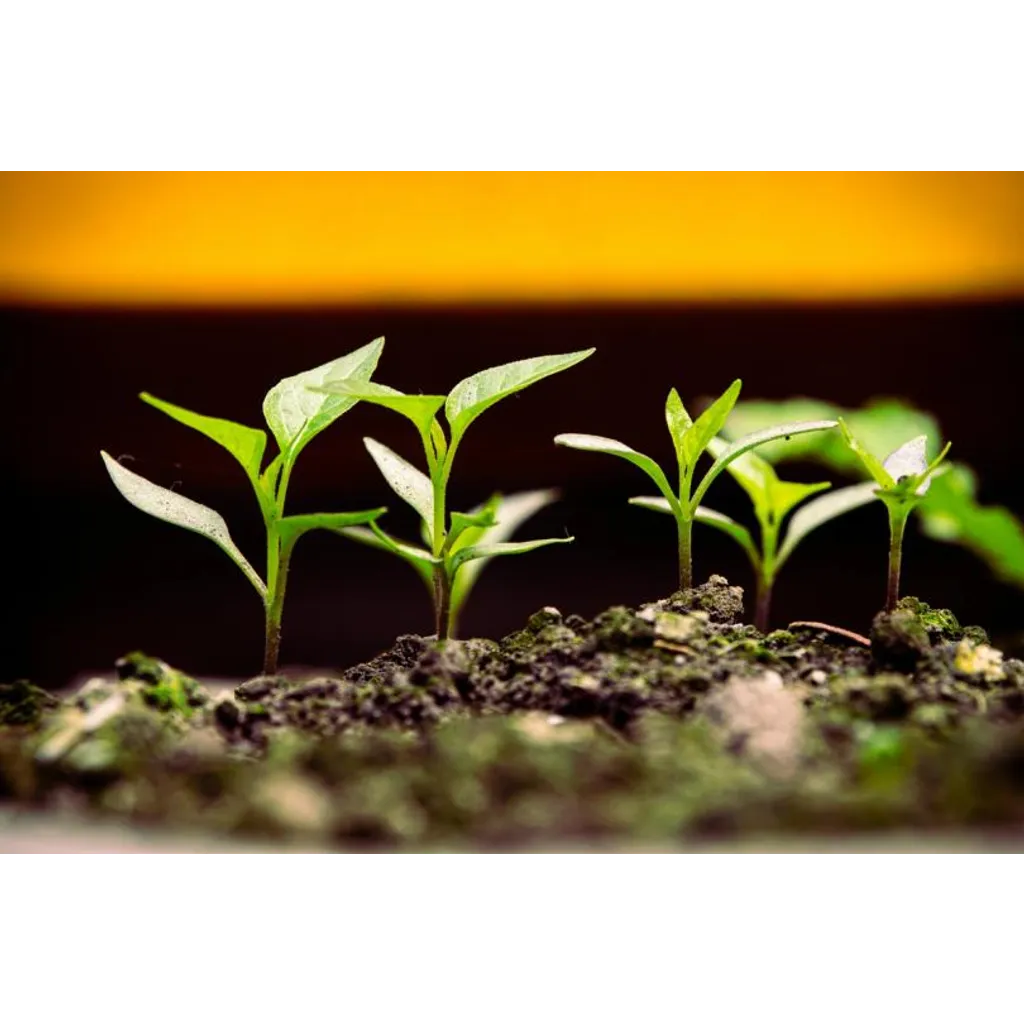What Advisors Should Know as the Market Matures What Advisors Should Know as the Market Matures
