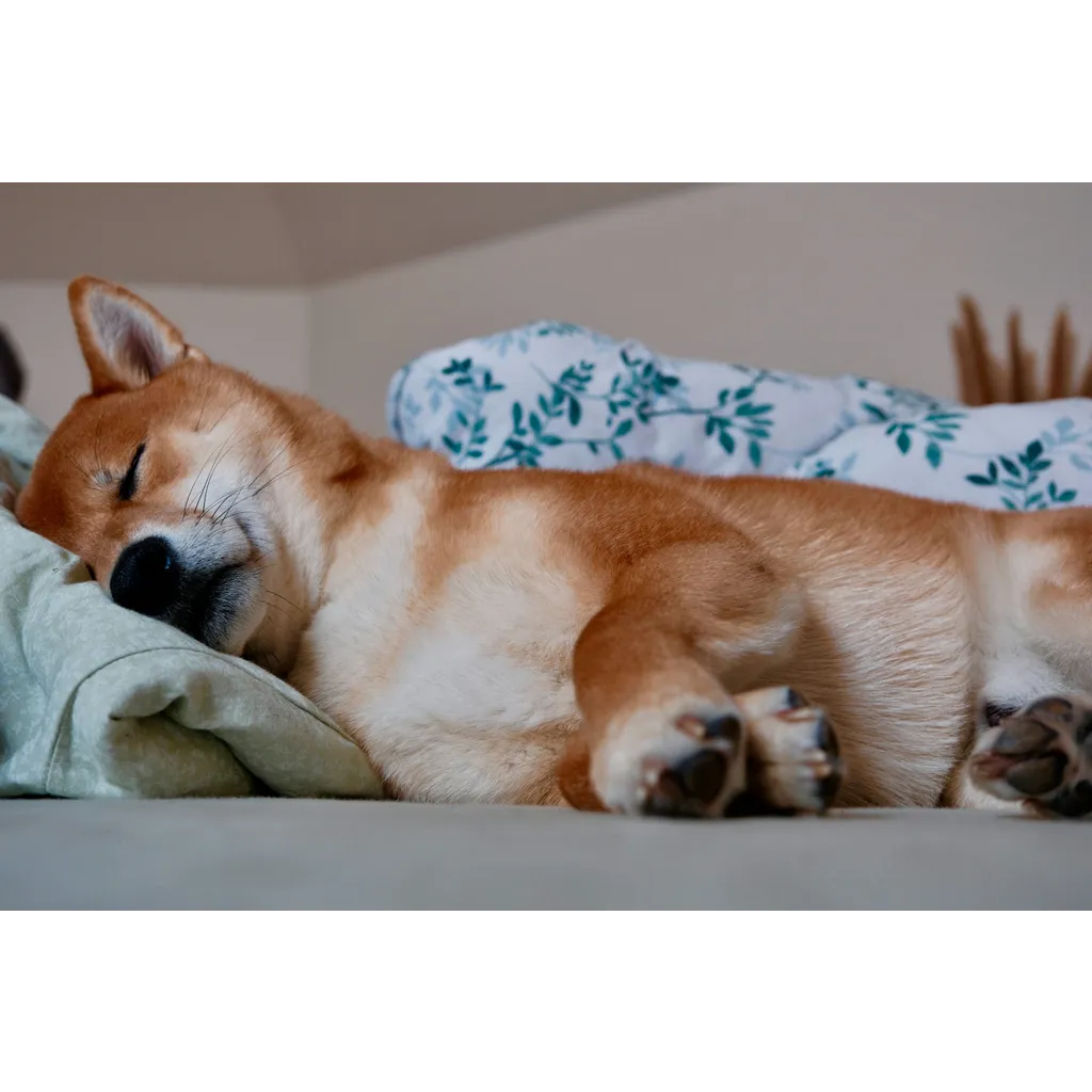 Crypto expert says Shiba Inu is dormant but not permanently inactive Crypto expert says Shiba Inu is dormant but not permanently inactive