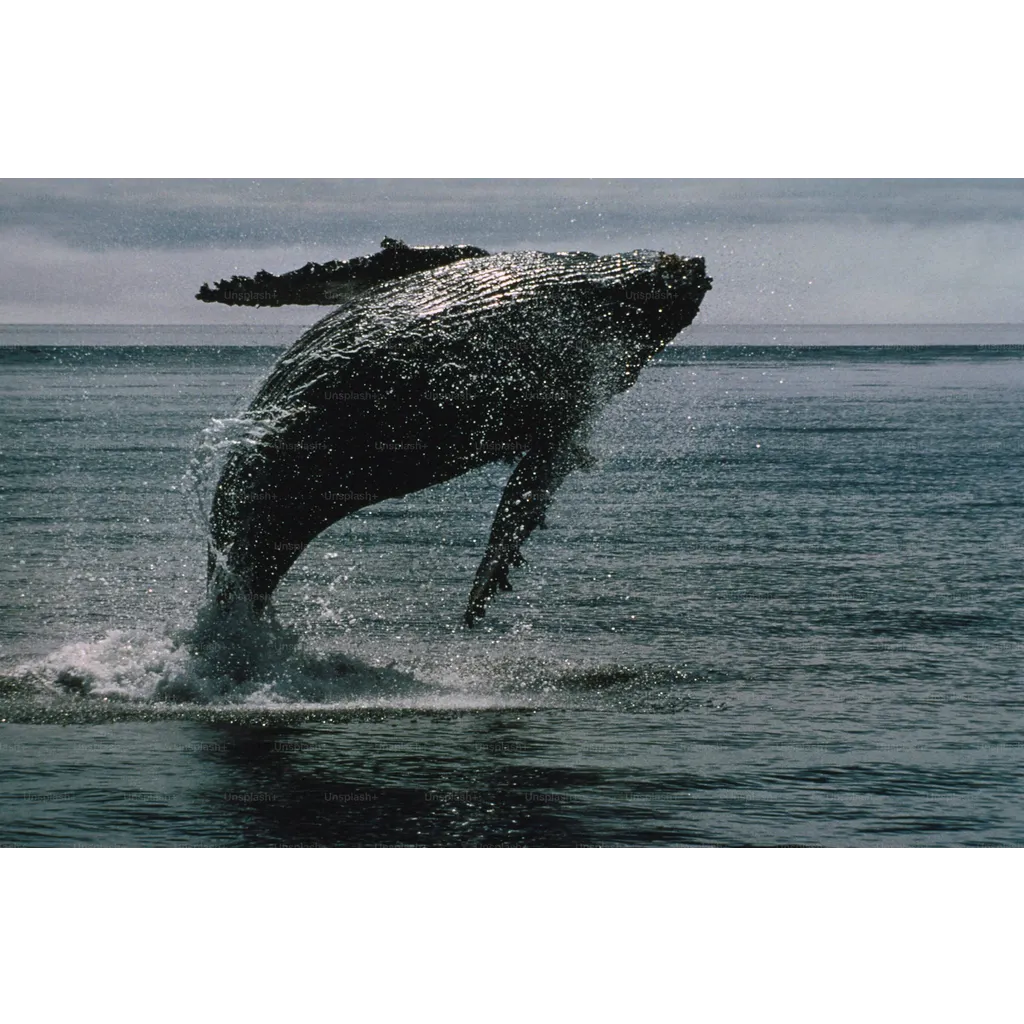 Bitcoin Whale Breaks Silence With Million Transfer — What’s Going On? Bitcoin Whale Breaks Silence With Million Transfer — What’s Going On?
