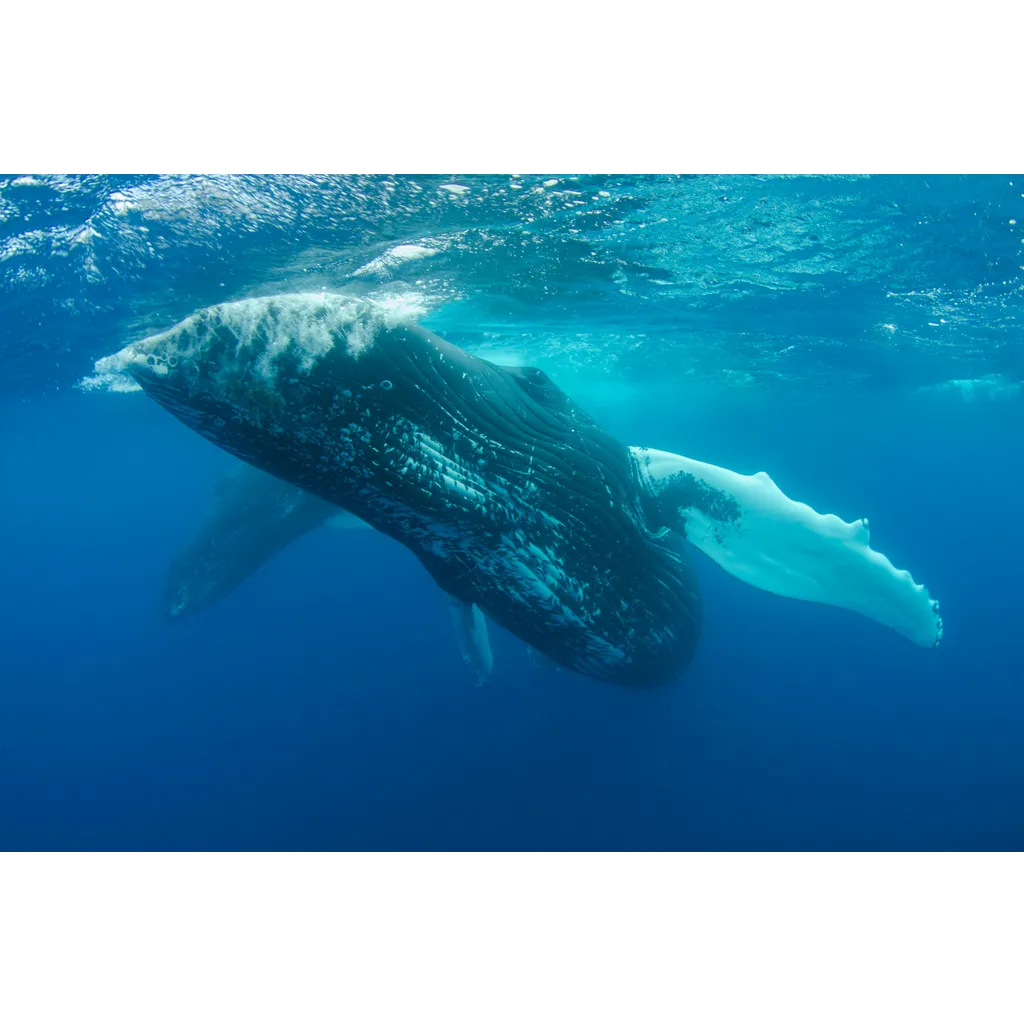 TRUMP Memecoin Whale Count Hits 5-Month High As Mar-a-Lago Gala Nears TRUMP Memecoin Whale Count Hits 5-Month High As Mar-a-Lago Gala Nears