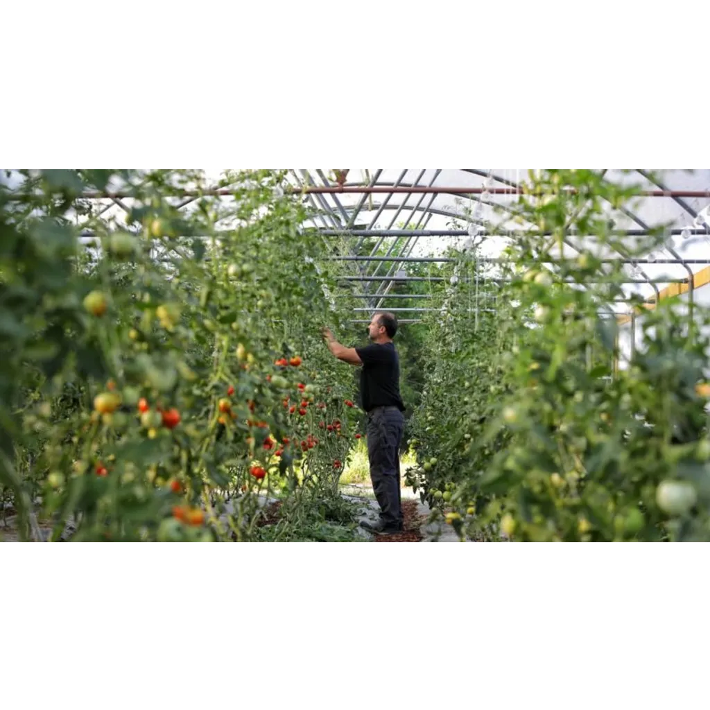 Canaan launches pilot converting Bitcoin mining heat to power greenhouse heating Canaan launches pilot converting Bitcoin mining heat to power greenhouse heating