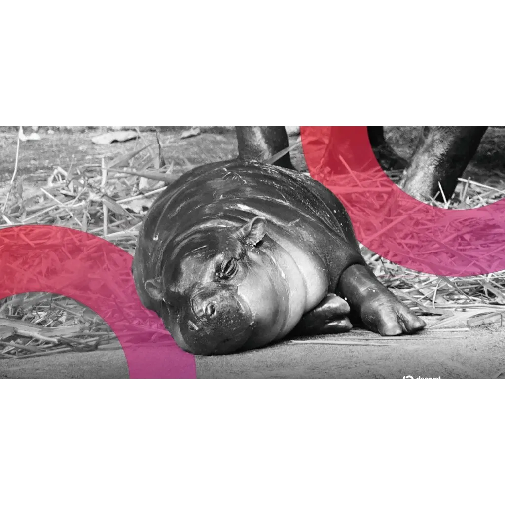 Moo Deng Surges As Viral Pygmy Hippo’s Birthday Plans Revealed by Zoo – Decrypt Moo Deng Surges As Viral Pygmy Hippo’s Birthday Plans Revealed by Zoo – Decrypt