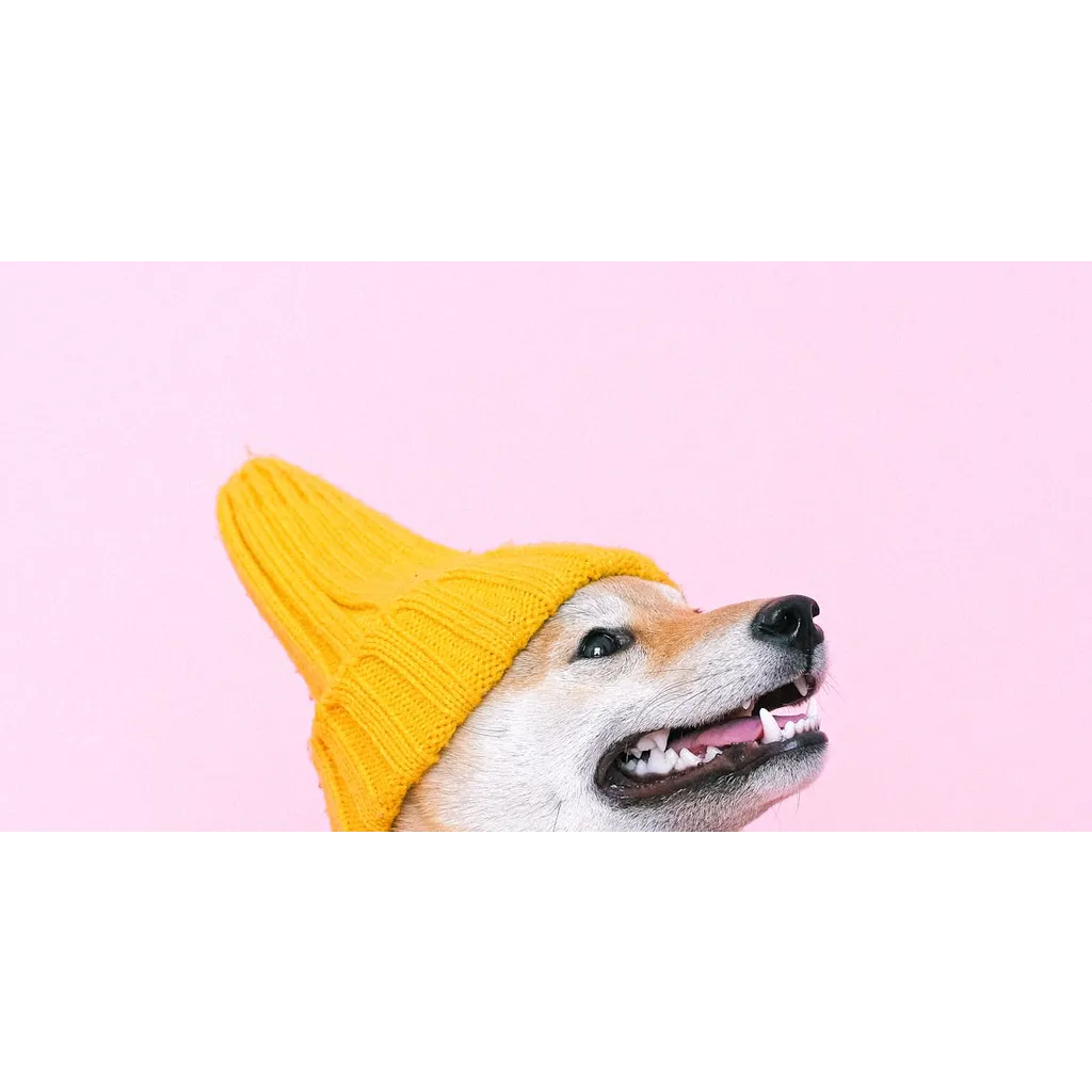 Double Win: Dogwifhat Jumps 24% Alongside Bitcoin’s 7K Push Double Win: Dogwifhat Jumps 24% Alongside Bitcoin’s 7K Push