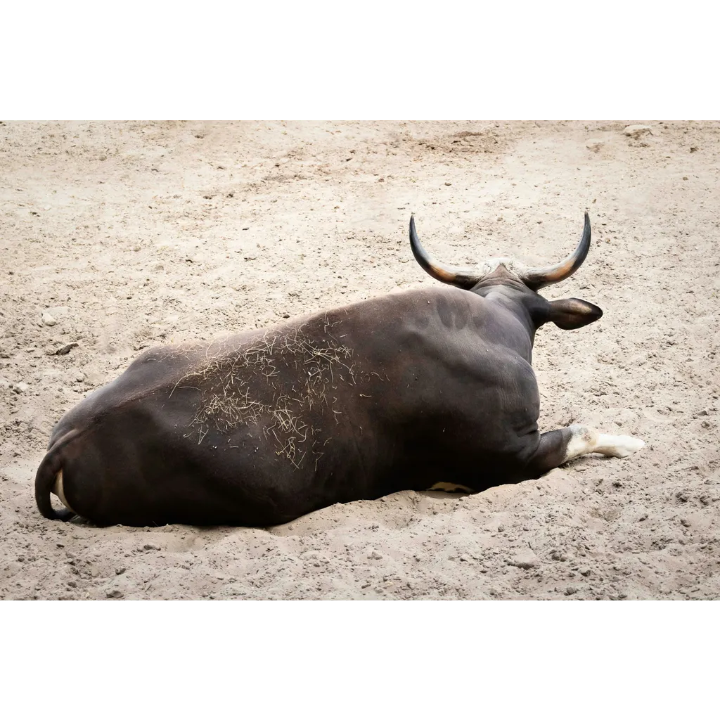 Bitcoin Bulls Loading Up As Whales And Sharks Buy The Dip Bitcoin Bulls Loading Up As Whales And Sharks Buy The Dip