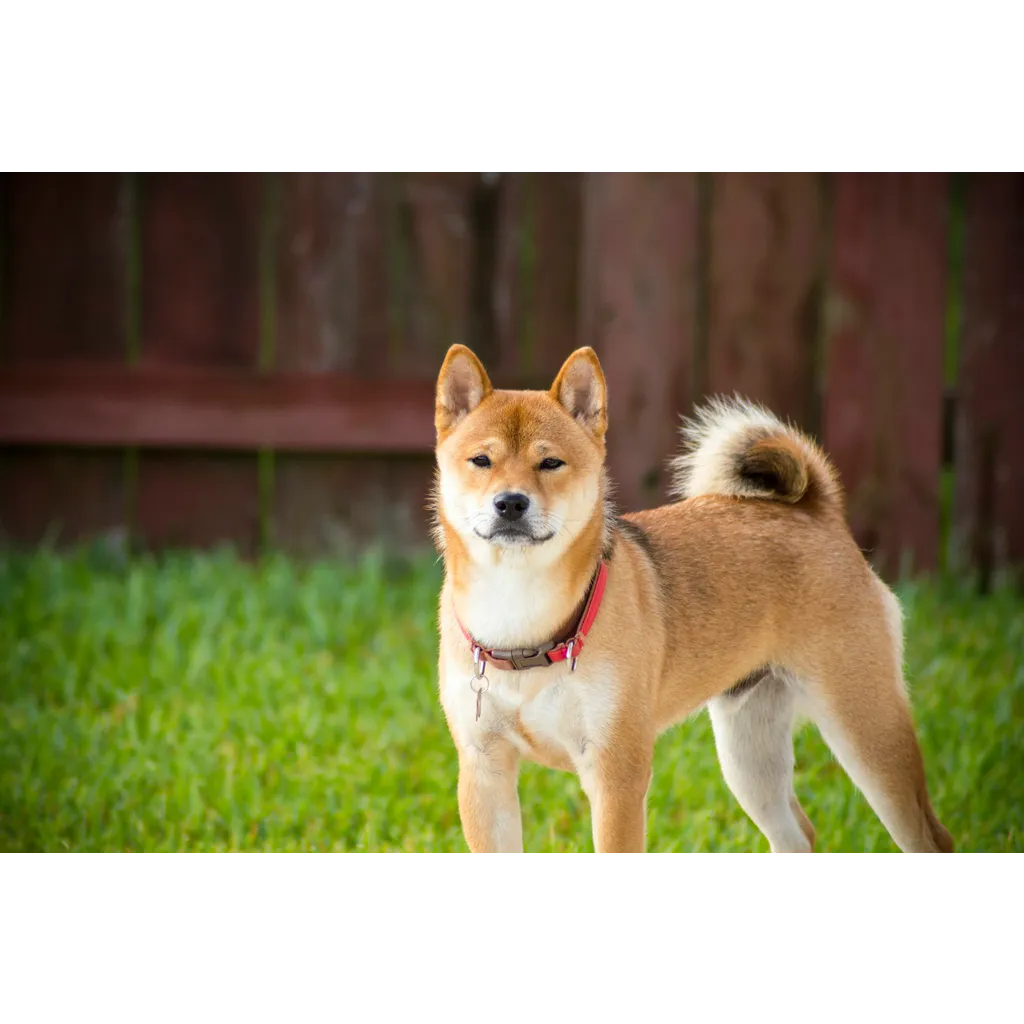 Shiba Inu added to Coinbase ETF watchlist alongside Dogecoin and XRP Shiba Inu added to Coinbase ETF watchlist alongside Dogecoin and XRP
