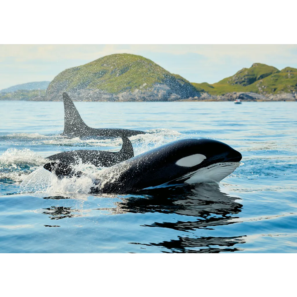 Crypto Whales On Watch As Over Billion In Tokens Unlock Next Month Crypto Whales On Watch As Over Billion In Tokens Unlock Next Month