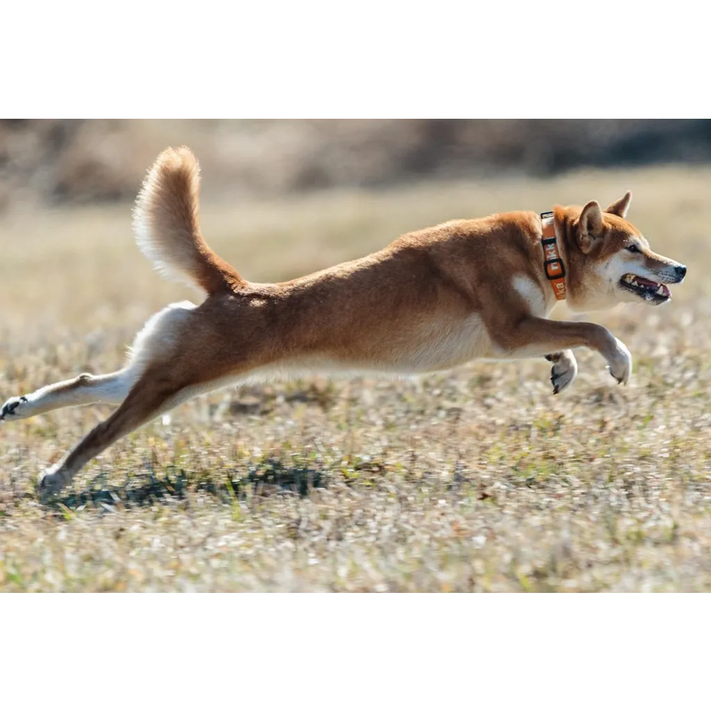 Dogecoin price increases despite ETF debut being pushed back Dogecoin price increases despite ETF debut being pushed back