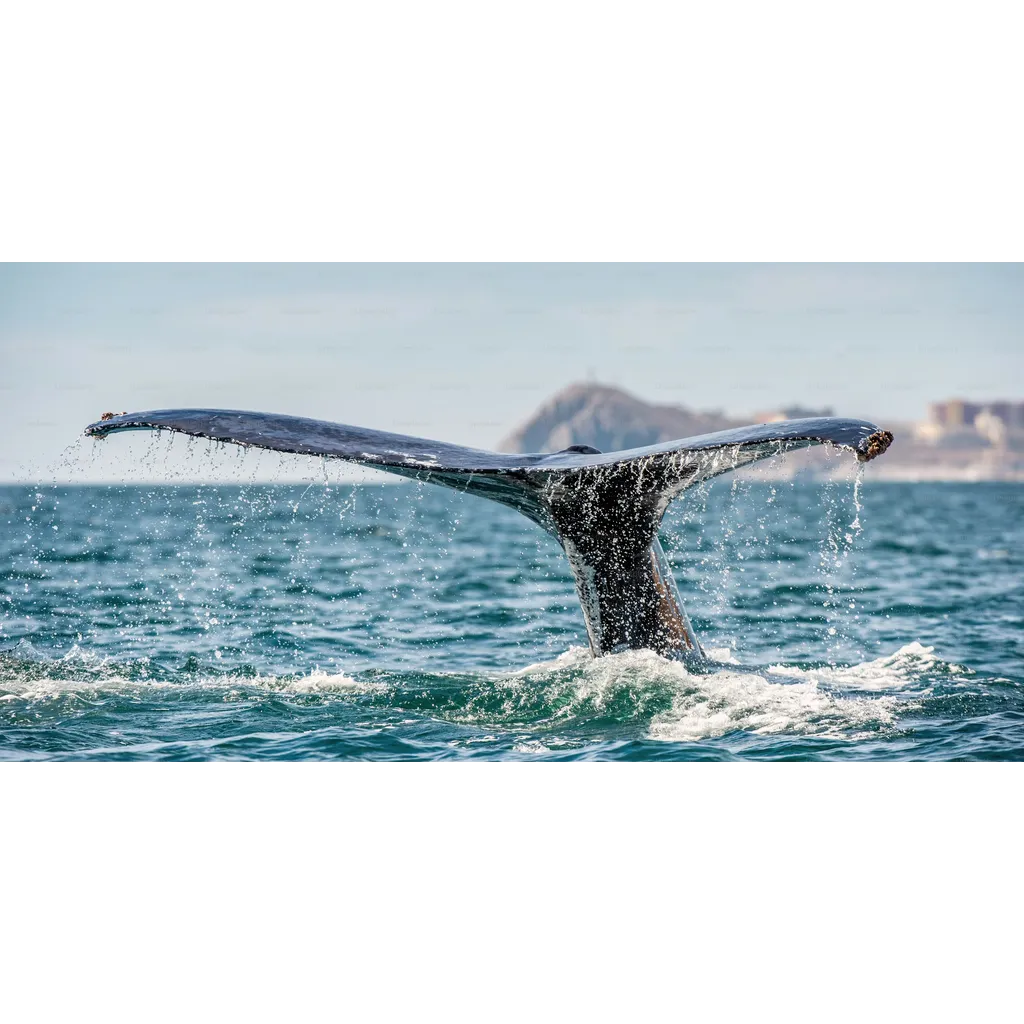 Bitcoin Whales Return To Binance As Market Holds Its Breath Bitcoin Whales Return To Binance As Market Holds Its Breath