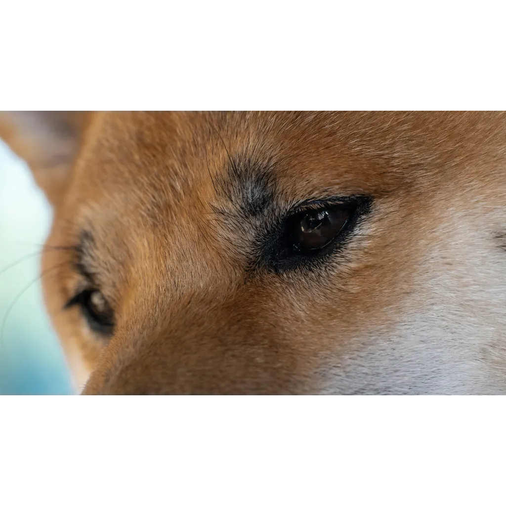 Can Dogecoin Price Still Rally 1,000%? Analyst Reveals End-Of-Year Prediction Can Dogecoin Price Still Rally 1,000%? Analyst Reveals End-Of-Year Prediction