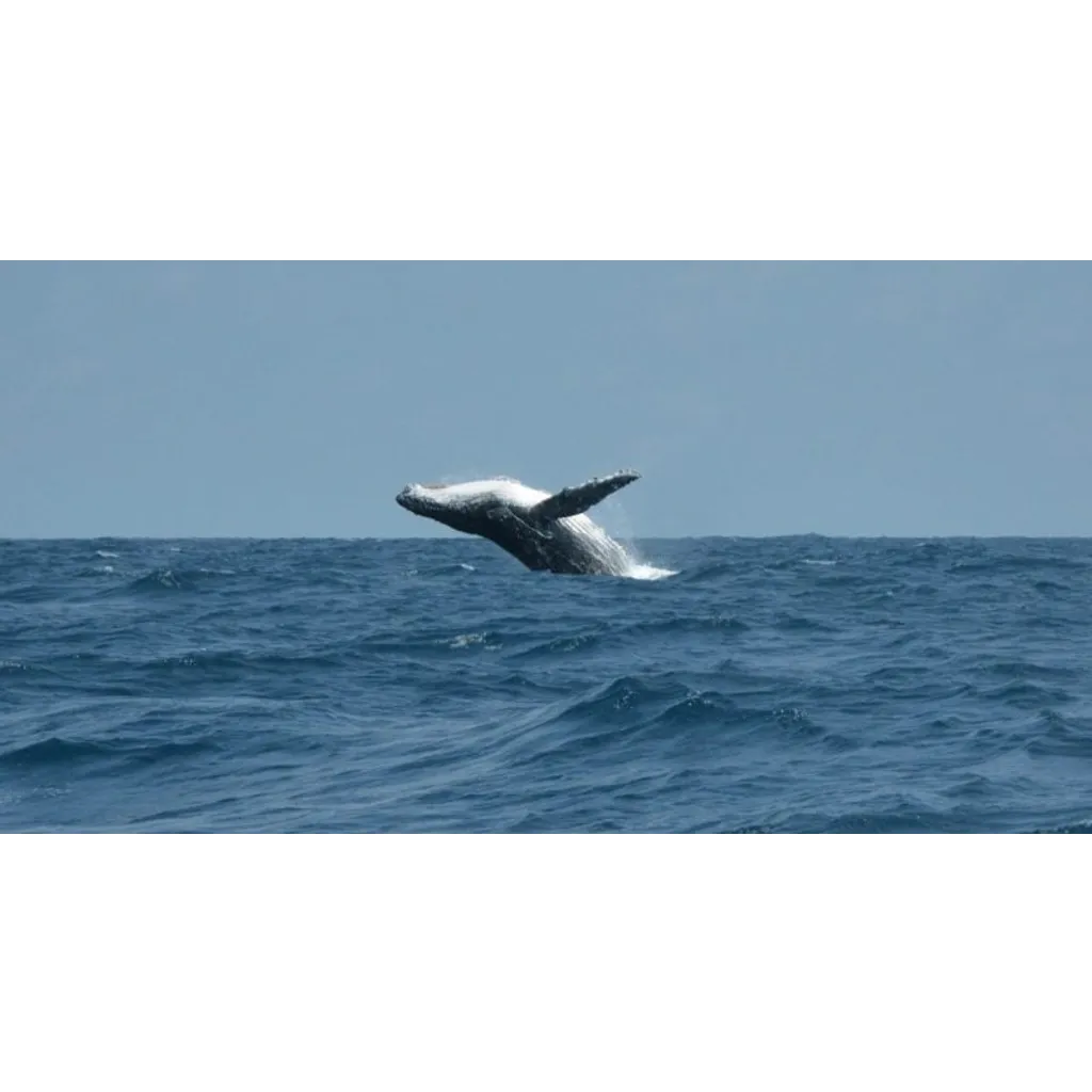 Bitcoin whales return to profit according to CryptoQuant report Bitcoin whales return to profit according to CryptoQuant report