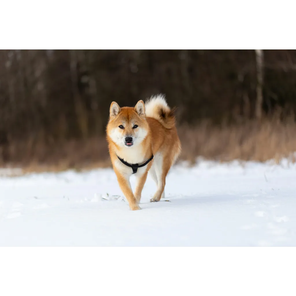Dogecoin RSI returns to pre-launch levels analyst says major surge is close Dogecoin RSI returns to pre-launch levels analyst says major surge is close