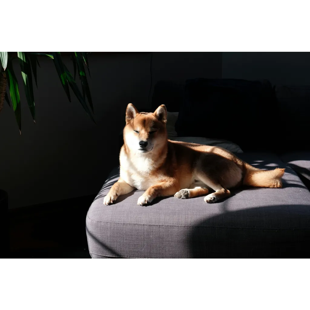 Dogecoin open interest hits billion amid Elon Musk and Coinbase activity Dogecoin open interest hits billion amid Elon Musk and Coinbase activity