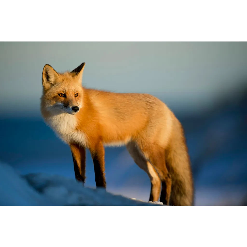 MetaMask Token Arrive Sooner Than Expected According to CEO MetaMask Token Arrive Sooner Than Expected According to CEO