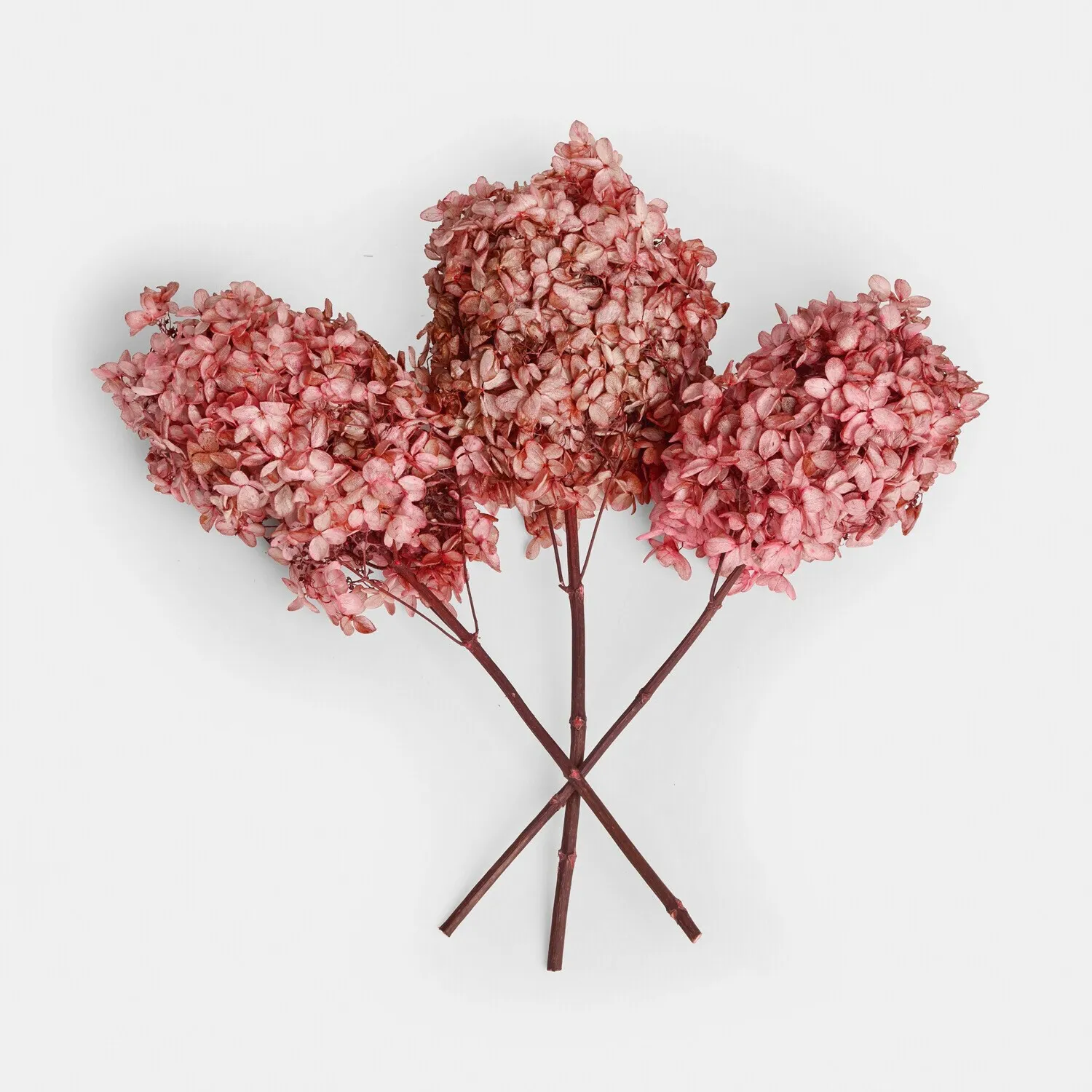 Trockenblume 3er Set Amélorie – Bild 3