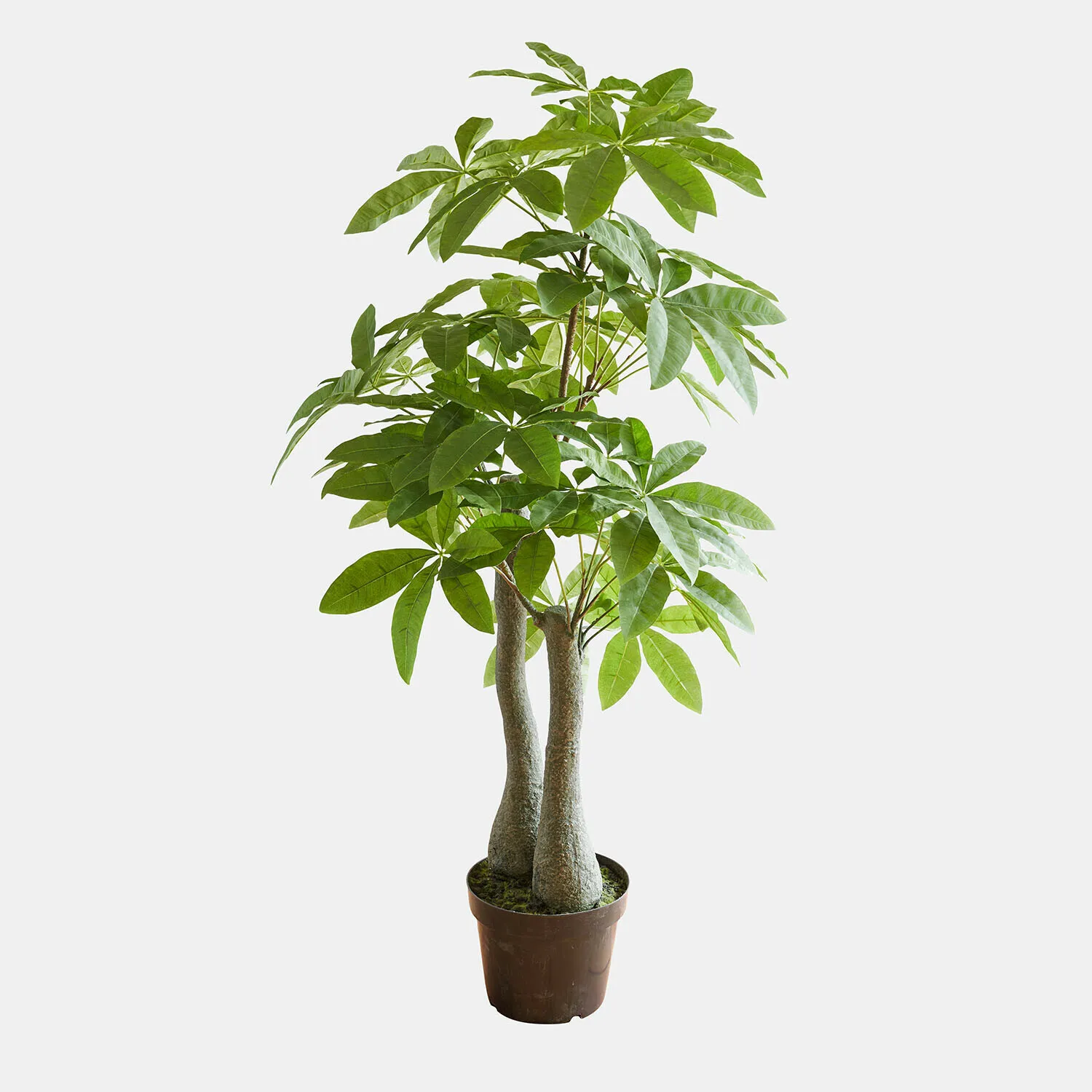 Deko-Topfpflanze Elandra – Bild 3