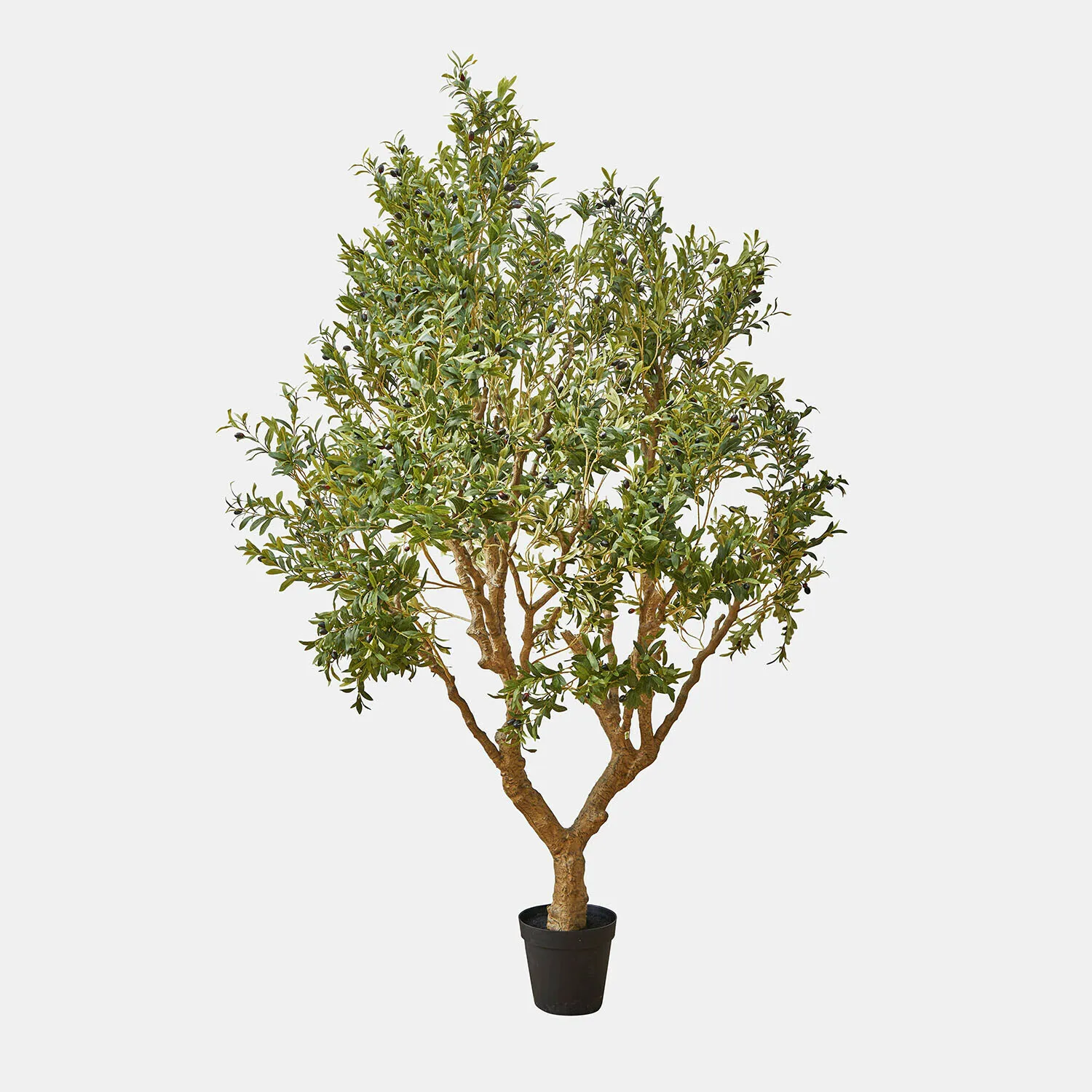 Deko-Olivenbaum Nolaria – Bild 3