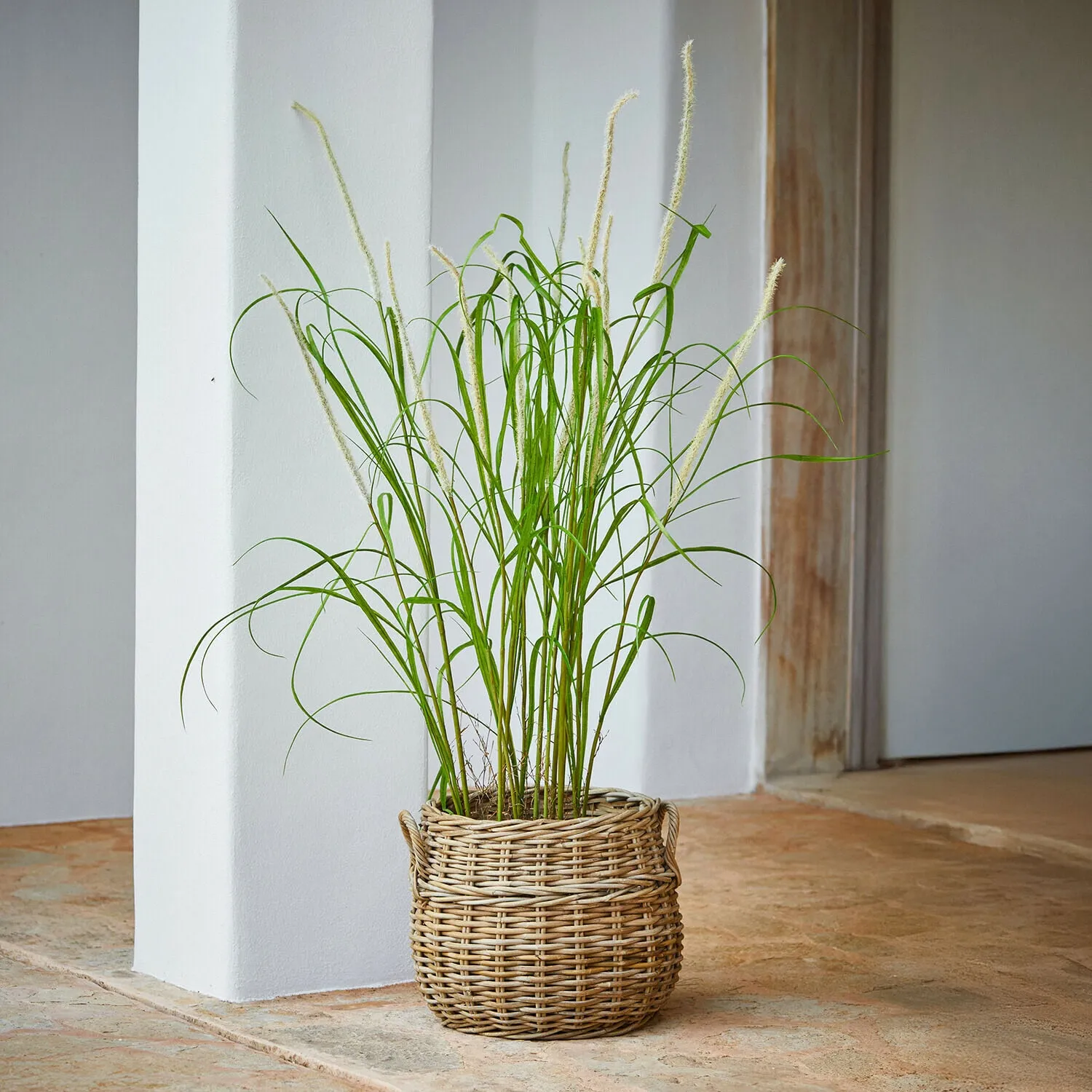 Deko-Schilfpflanze Clarisa – Bild 2