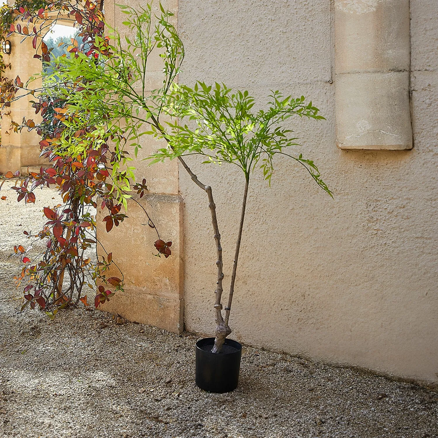 Deko-Topfpflanze 2.Wahl Avenelle – Bild 2