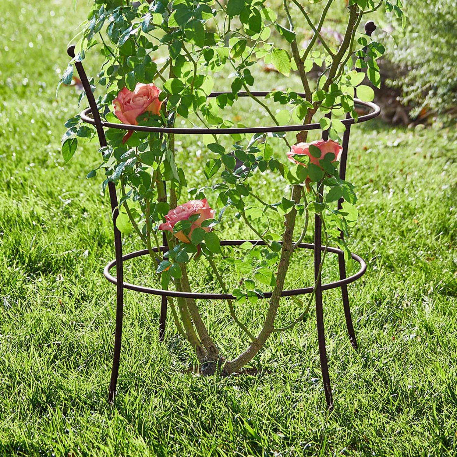 Rankgitter Hearne Rankgitter Hearne