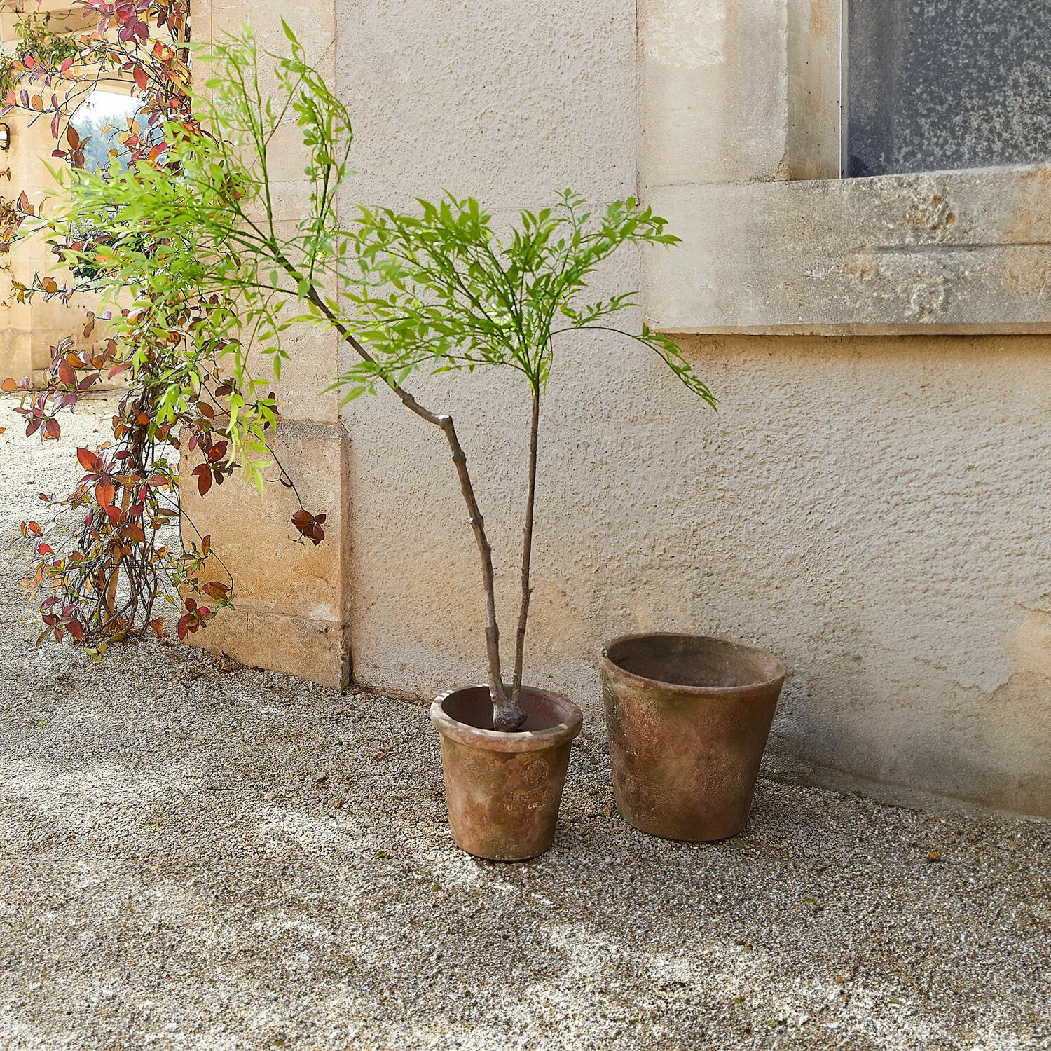 Deko-Topfpflanze 2.Wahl Avenelle Deko-Topfpflanze 2.Wahl Avenelle