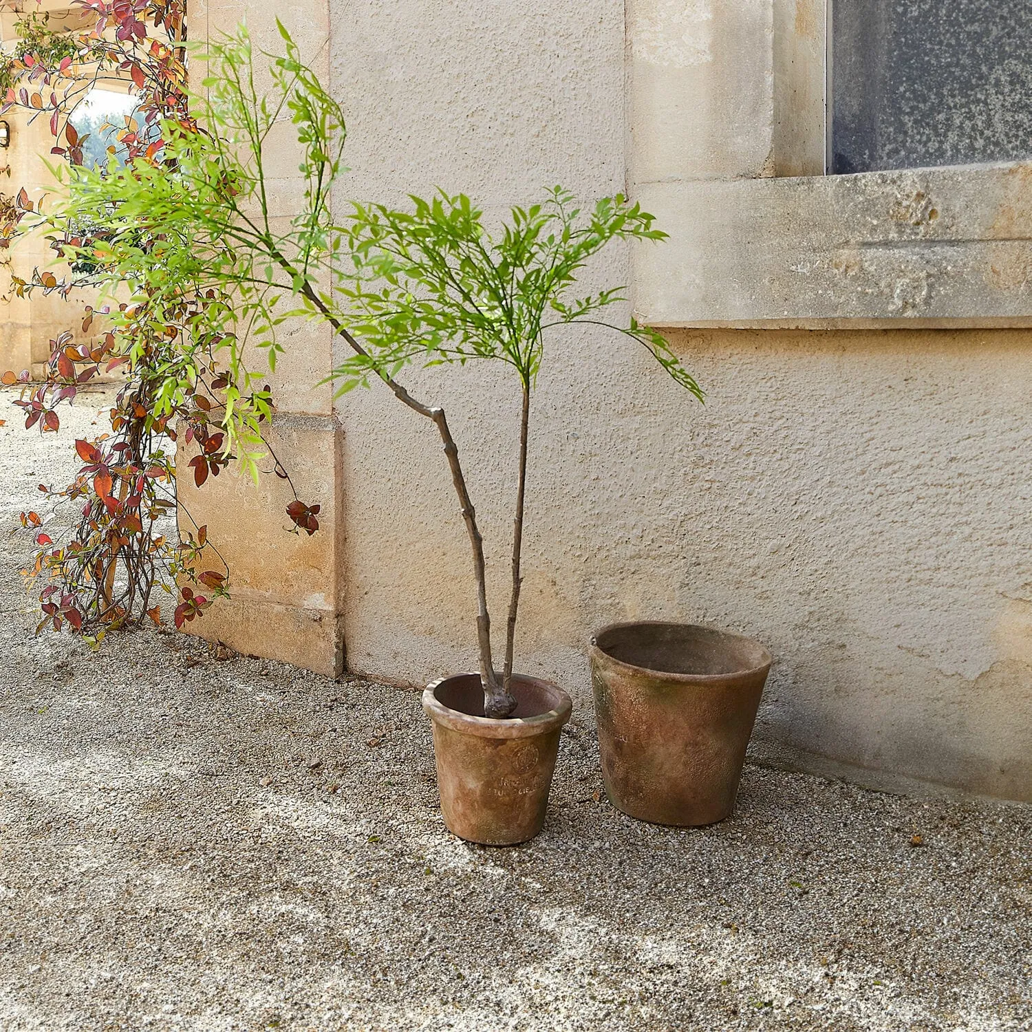 Deko-Topfpflanze 2.Wahl Avenelle – Bild 4
