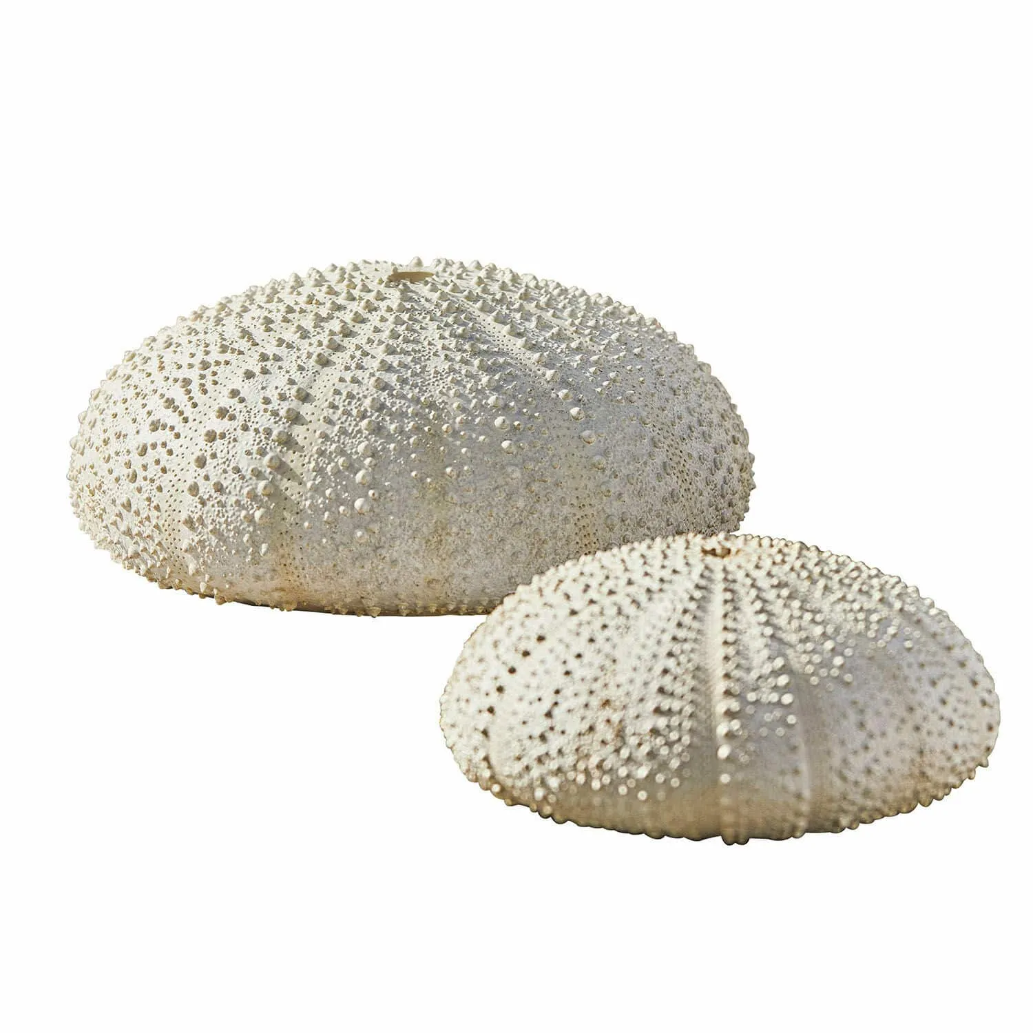 Deko-Seeigel 2er Set Kimbar – Bild 3