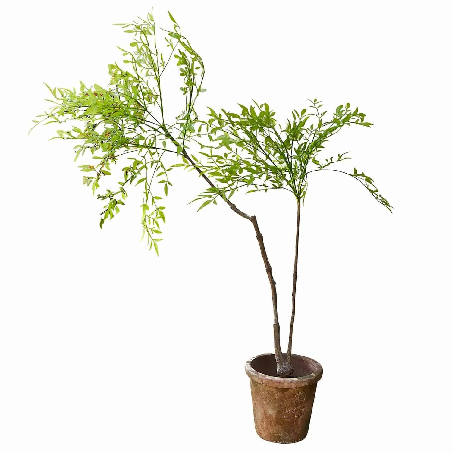 Deko-Topfpflanze 2.Wahl Avenelle – Bild 3