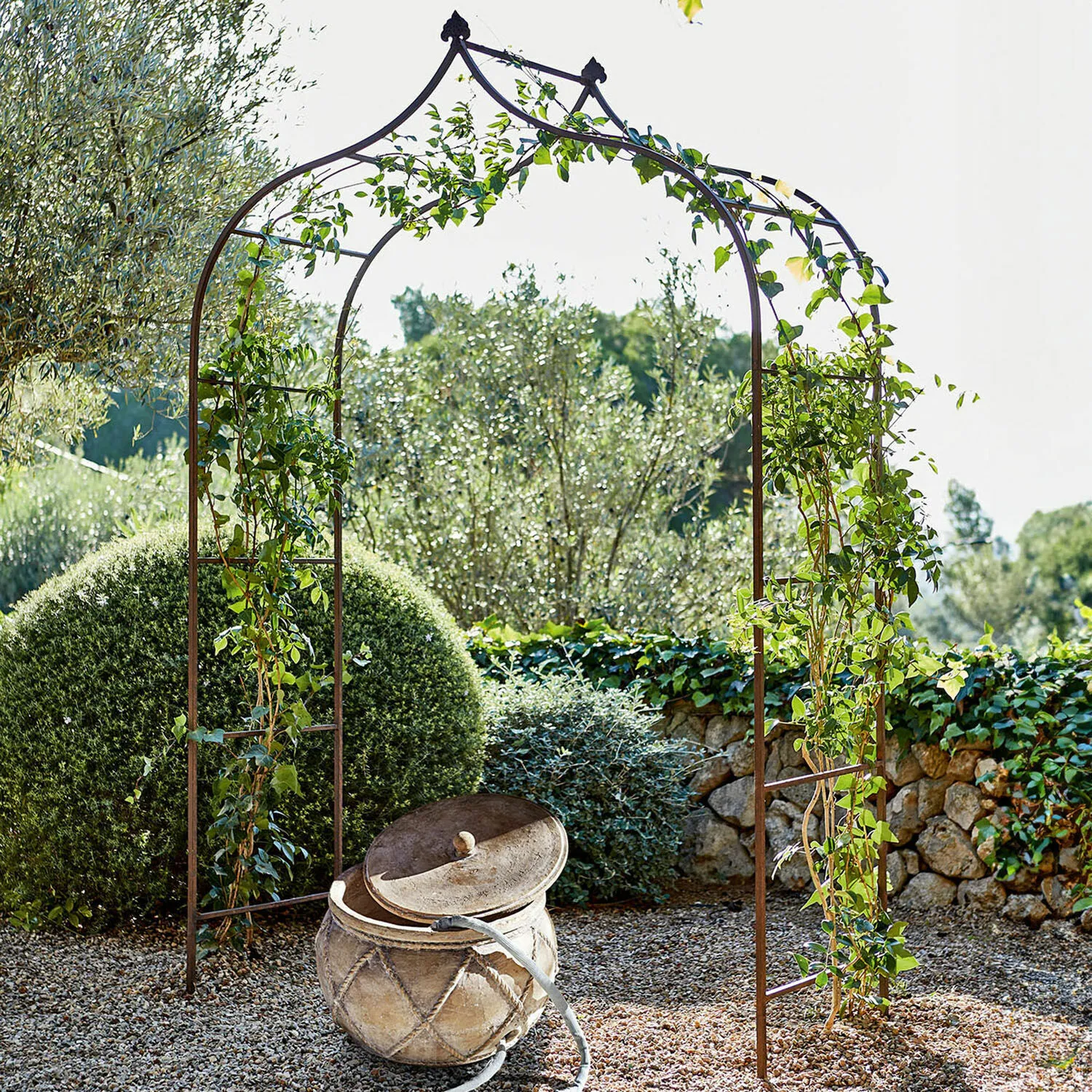 Rosenbogen Dimarus Rosenbogen Dimarus