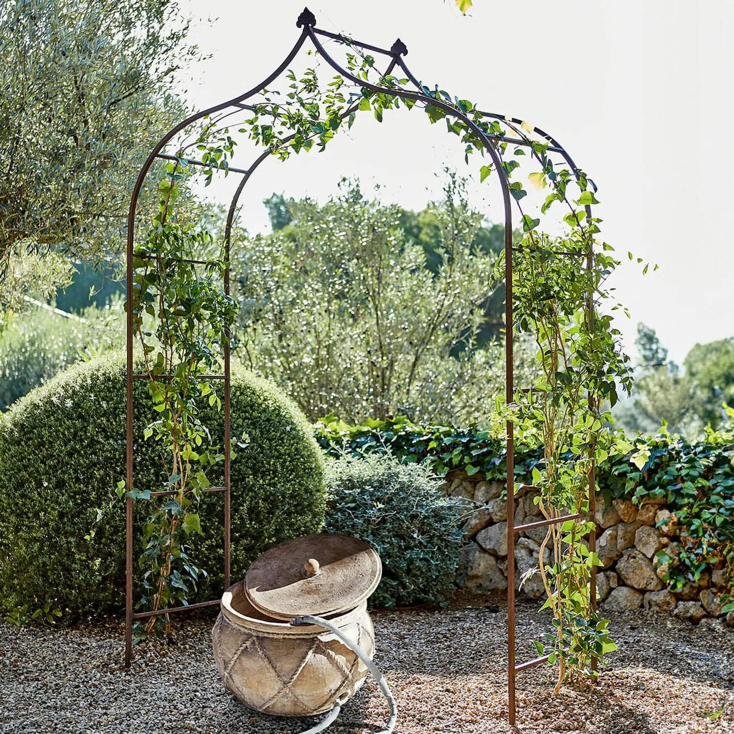 Rosenbogen Dimarus – Bild 5