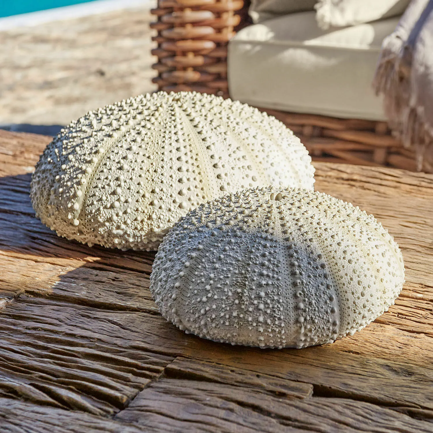 Deko-Seeigel 2er Set Kimbar – Bild 4