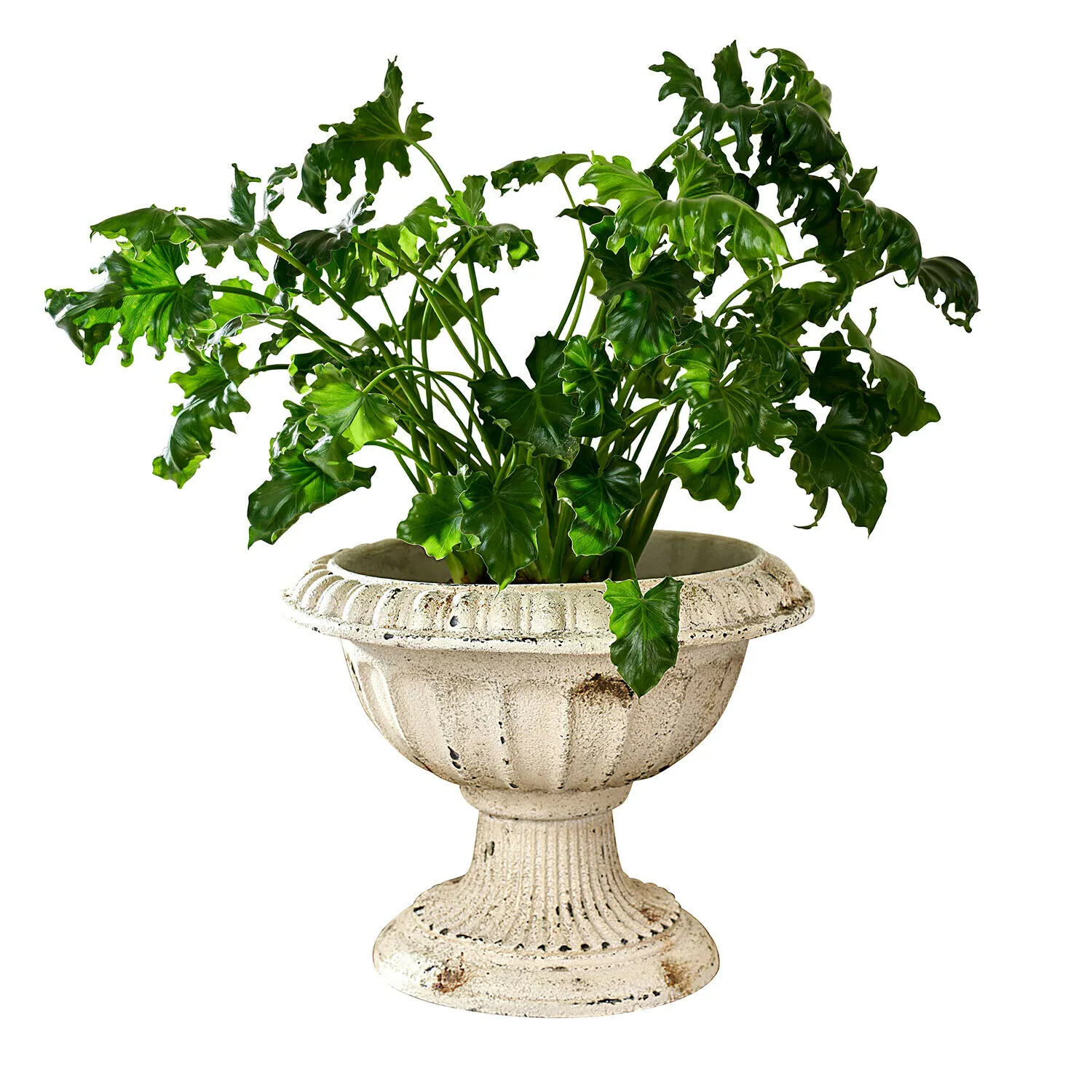 Amphore Islene – Bild 3