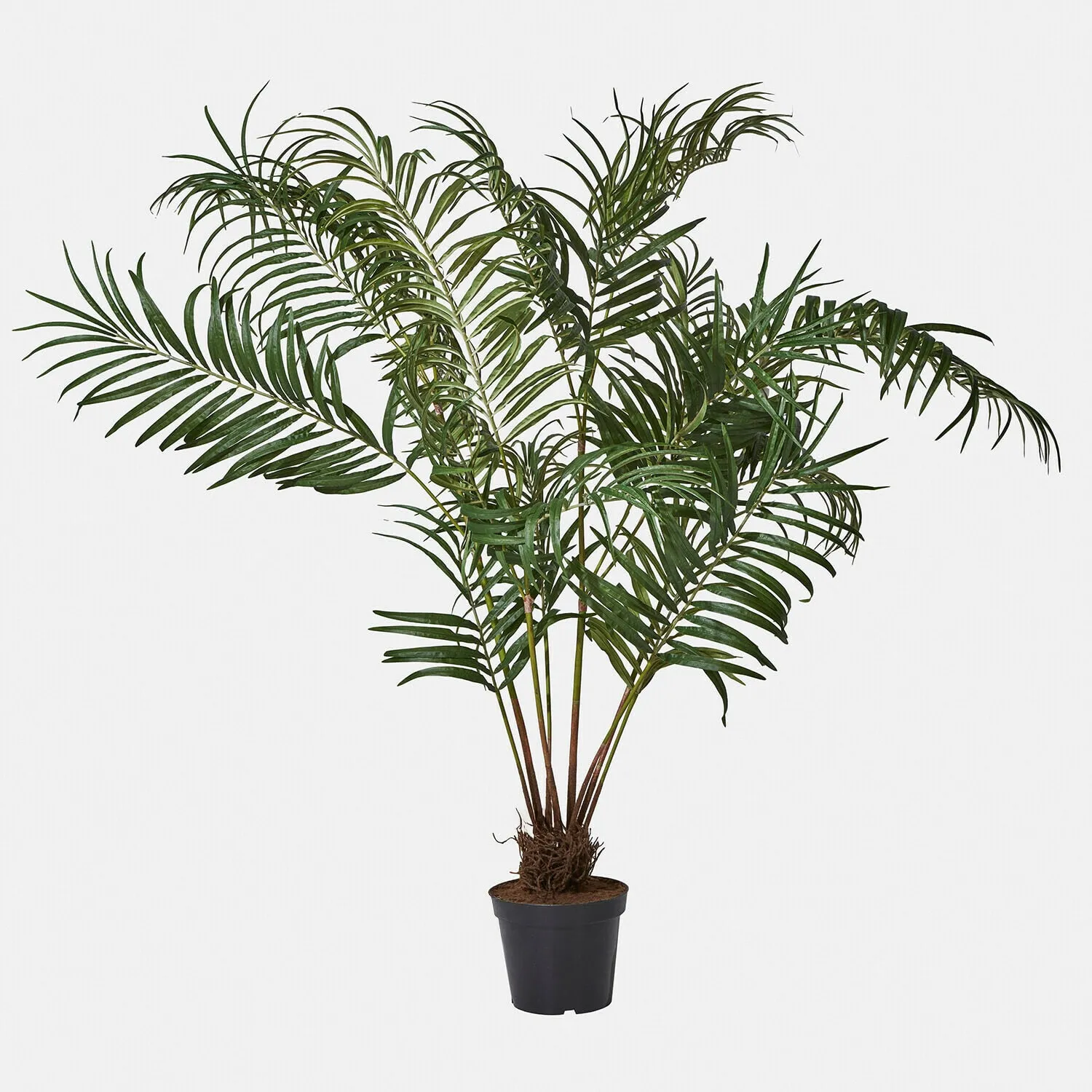 Deko-Palmenplanze Mersina – Bild 3