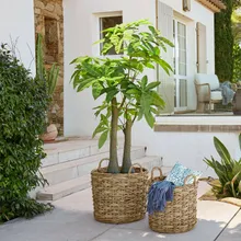 Deko-Topfpflanze Elandra Deko-Topfpflanze Elandra