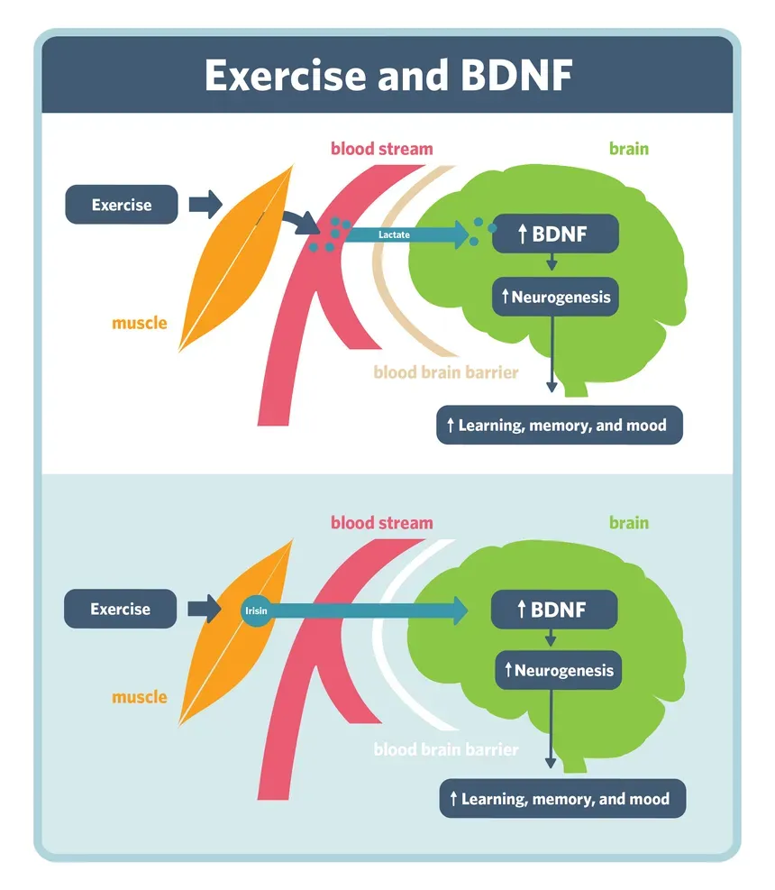 BDNF: exercício aeróbico eleva proteína que reduz risco de infarto e AVC BDNF: exercício aeróbico eleva proteína que reduz risco de infarto e AVC