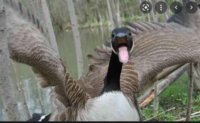 Florida University Campus Disrupted by Aggressive Goose Targeting ...