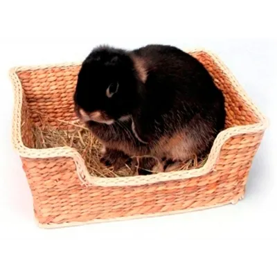 ROSEWOOD CHILL ‘N’ SNOOZE KNAAGDIERBED 33X26 CM ROSEWOOD CHILL ‘N’ SNOOZE KNAAGDIERBED 33X26 CM